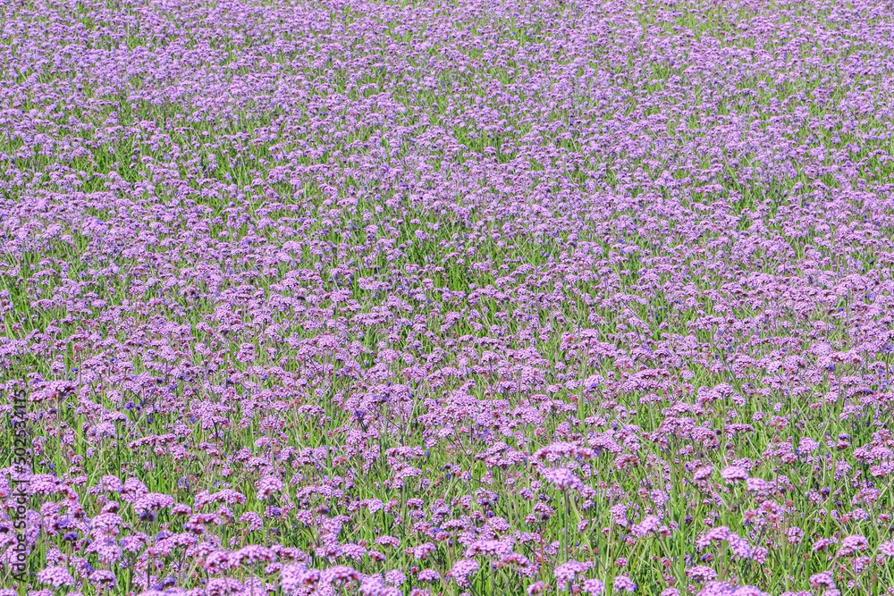 A field of beautiful natural pink violet Purpletop Vervains (Verbena Bonariensis) during spring summer