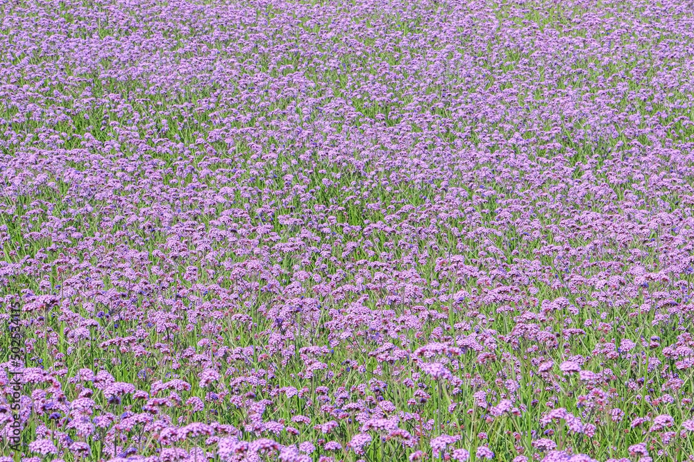 A field of beautiful natural pink violet Purpletop Vervains (Verbena Bonariensis) during spring summer A field of beautiful natural pink violet Purpletop Vervains (Verbena Bonariensis) during spring summer