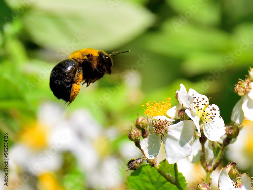 carpenter bee is flying around the flowers photo