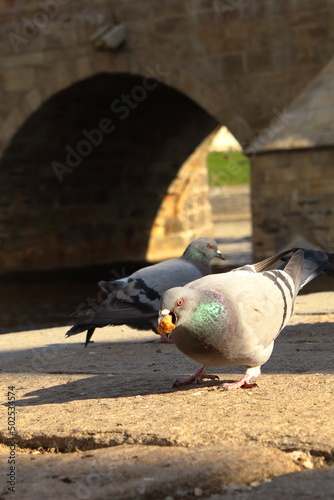 Birds pigeons in the city under the bridge, Columba