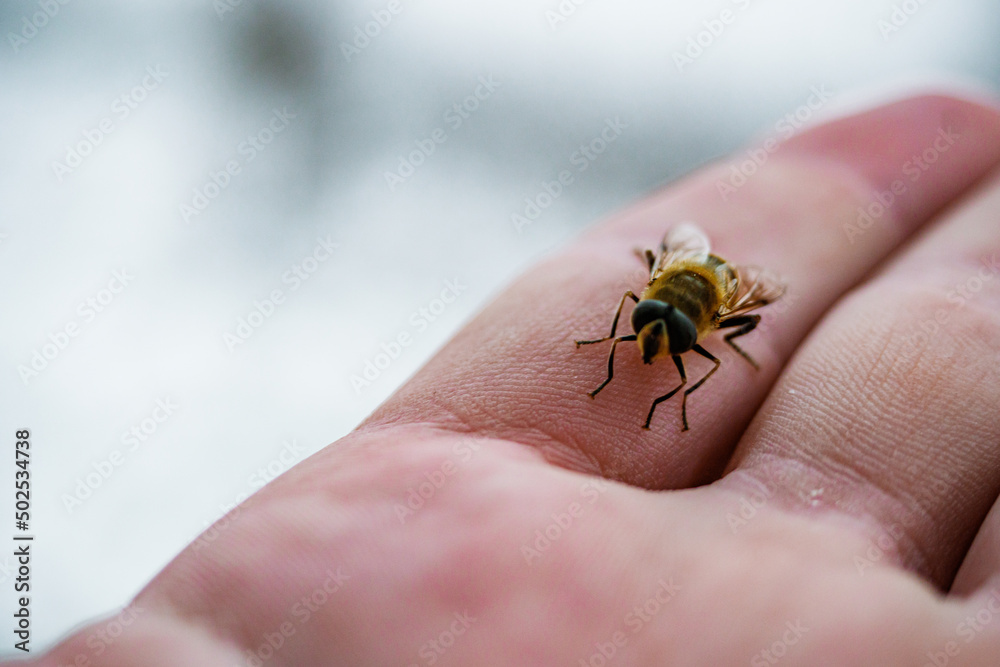 frozen bee due to a sudden autumn cold