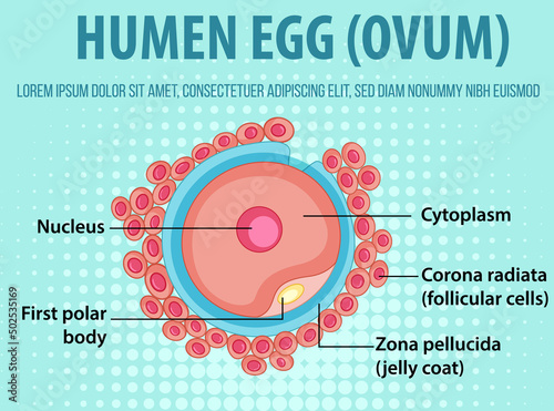 Diagram showing human egg ovum