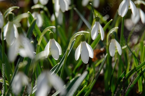 White galanthuses in the sunlight close-up. Soft focus. Green and white.