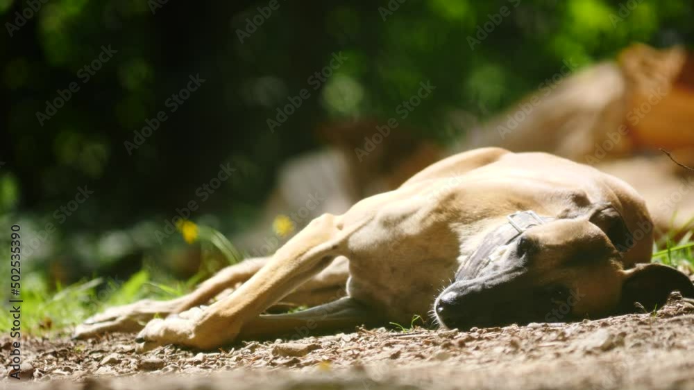 Purebred dog greyhound is resting outdoors in hot summer day. Spanish galgo. Purebred dog greyhound is resting outdoors in hot summer day. Spanish galgo.