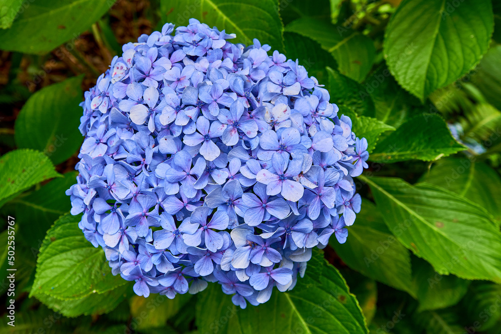 Jardim tropical garden, island Madeira, blue Hydrangea, vacation of flowers Jardim tropical garden, island Madeira, blue Hydrangea, vacation of flowers