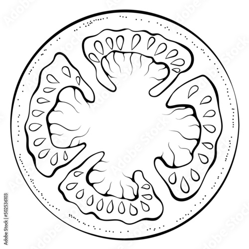 Sliced circle of tomato. Vector illustrations in hand drawn sketch doodle style. Line art botanical food isolated on white. Close up slice tomato vegetable. Element for coloring book, design, print.
