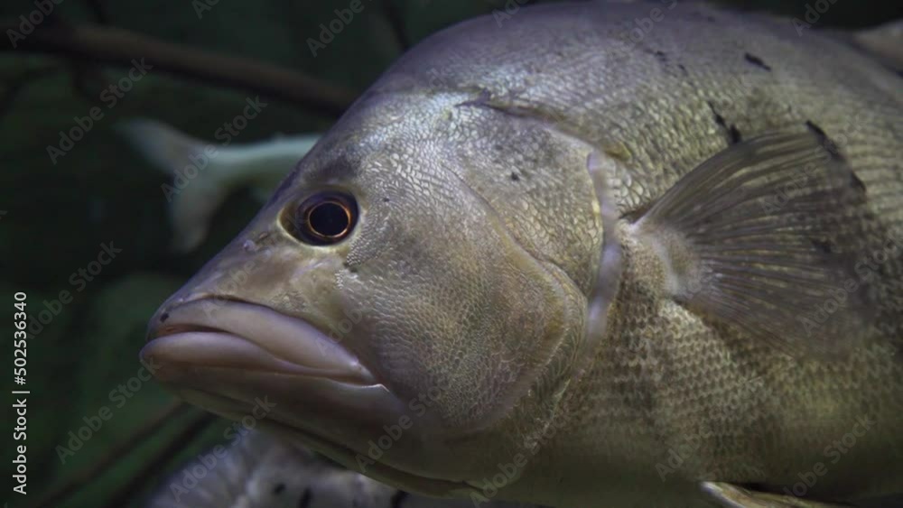 giant grouper fish underwater giant grouper fish underwater