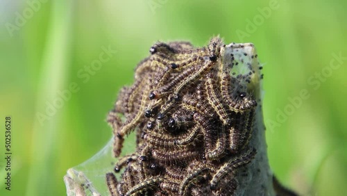 Nest with Tortoiseshell butterfly caterpillars on a common stinging nettle, also called Aglais urticae or kleiner Fuchs photo
