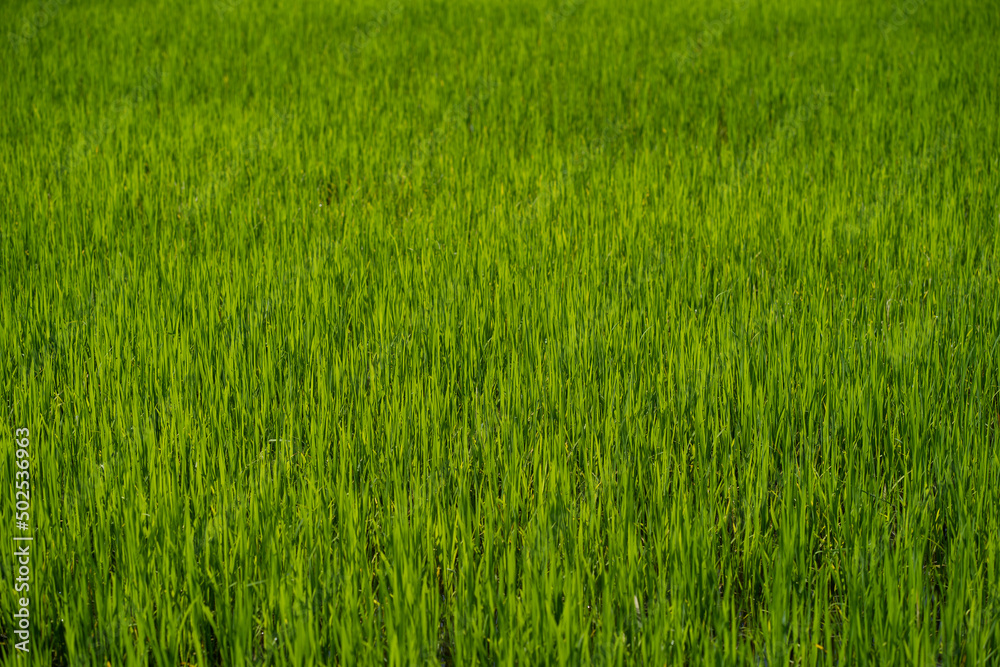 Paddy field close up with blur background