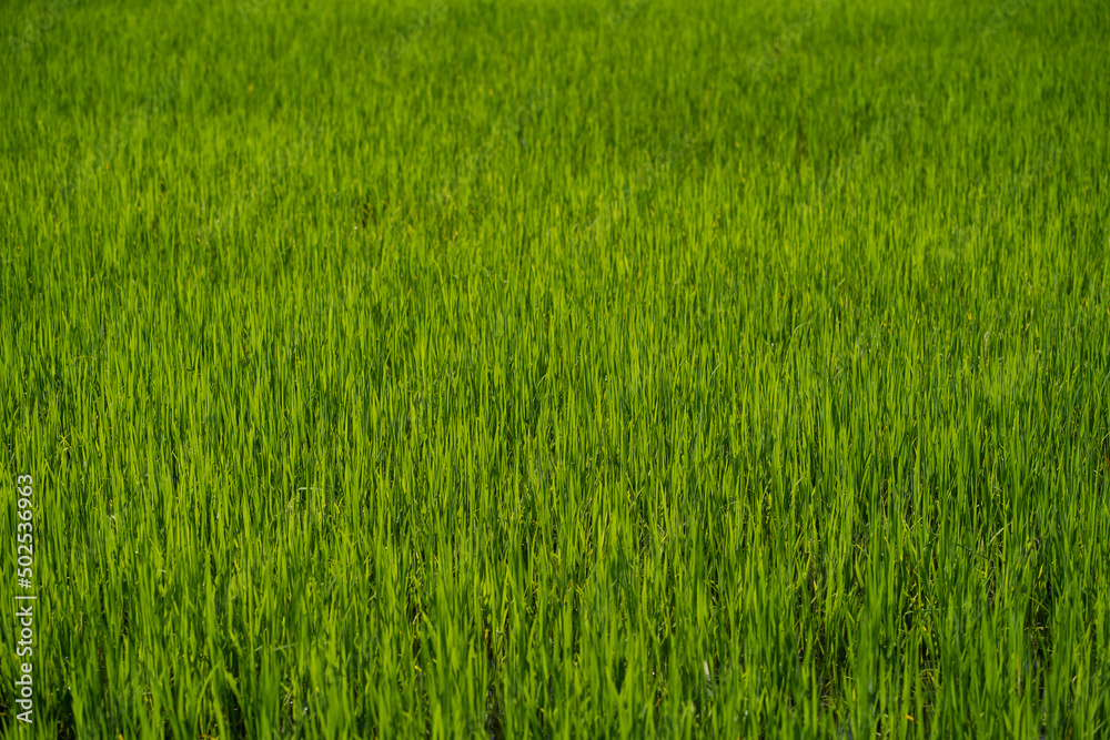 Paddy field close up with blur background Paddy field close up with blur background