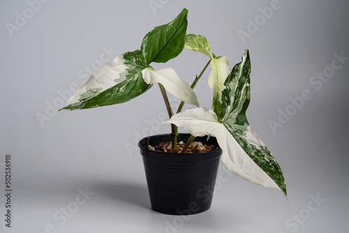 Syngonium Albo in isolated white background. Syngonium podophyllum 'Albo' is a cultivar from the Araceae family photo