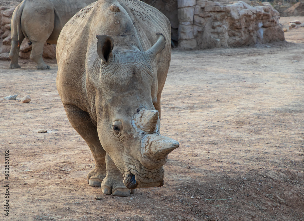 White rhino with big horns walking in the late afternoon sun White rhino with big horns walking in the late afternoon sun