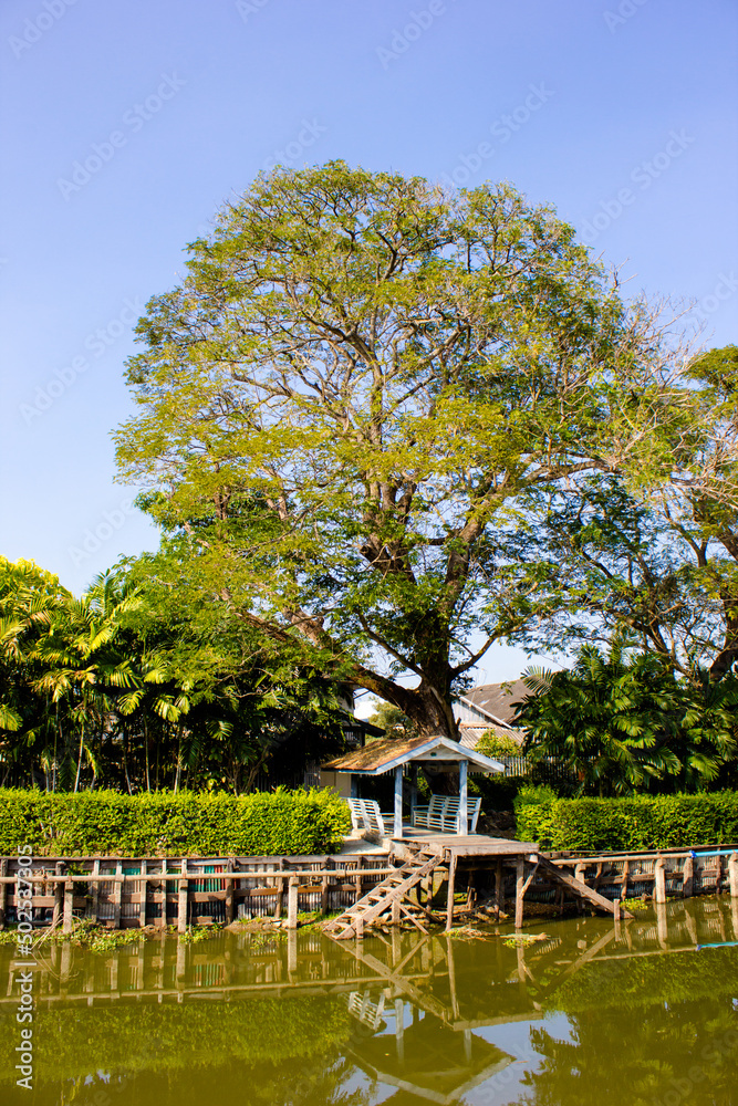 Obraz premium The waterfront, along the canal with beautiful large trees.