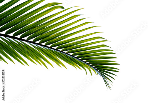 palm leaf isolated on white background with clipping path