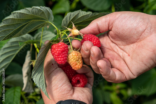 Culture de framboises hors sol sous serre chez un producteur en vallée de Seine. Cueillette par employé saisonnier