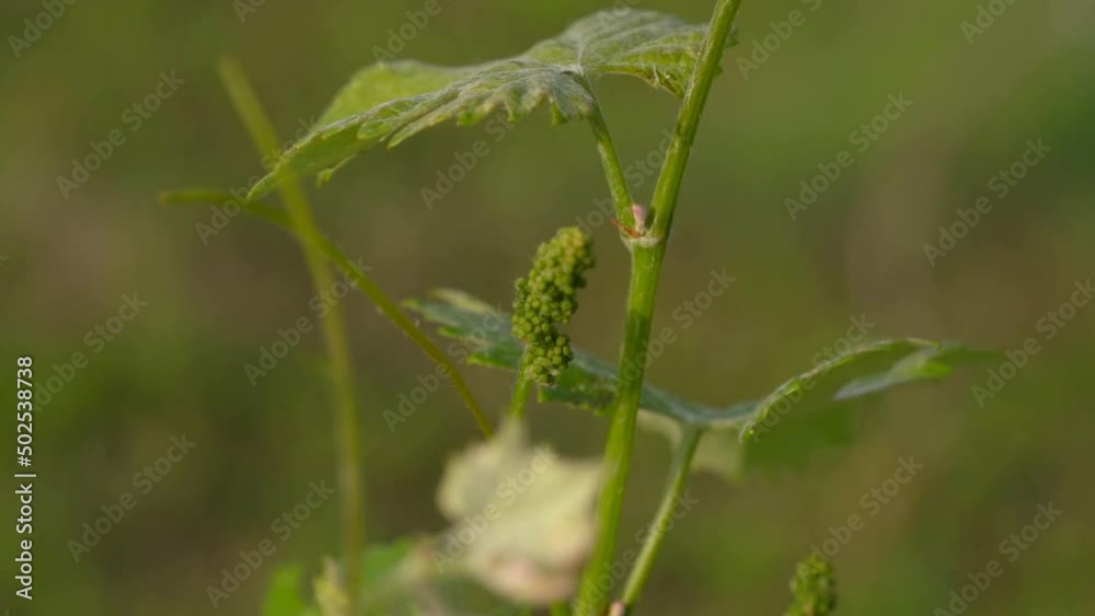 Young Healthy Bunch of Grapes at Vineyard- Selective Focus Close Up Young Healthy Bunch of Grapes at Vineyard- Selective Focus Close Up
