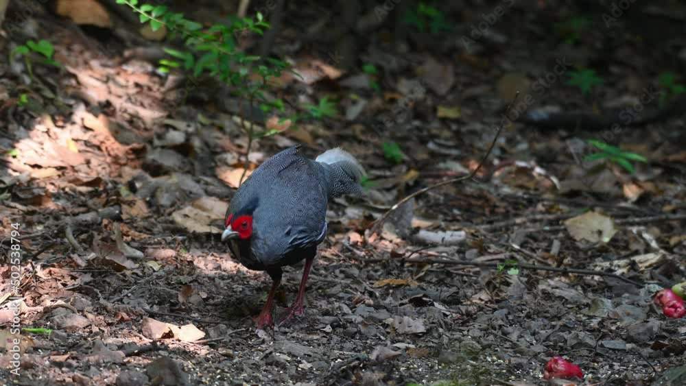 A male individual seen feeding on the forest floor, Kalij Pheasant Lophura leucomelanos, Kaeng Krachan NAtional Park, Thailand. A male individual seen feeding on the forest floor, Kalij Pheasant Lophura leucomelanos, Kaeng Krachan NAtional Park, Thailand.