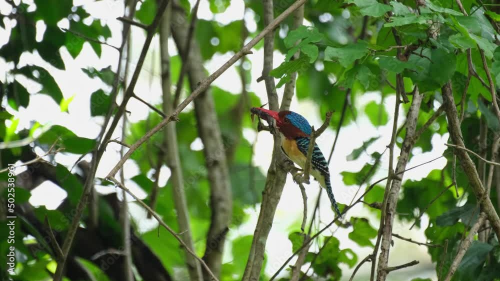 A male individual with a mangled Flying Lizard while looking around then takes off to deliver to its nestlings, Banded Kingfisher Lacedo pulchella, Kaeng Krachan National Park, Thailand. A male individual with a mangled Flying Lizard while looking around then takes off to deliver to its nestlings, Banded Kingfisher Lacedo pulchella, Kaeng Krachan National Park, Thailand.