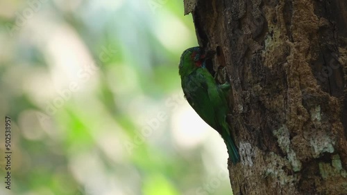 Resting after seriously digging its nest and there is more digging to make for its eggs to hatch, Blue-eared Barbet Psilopogon cyanotis, Kaeng Krachan National Park, Thailand. photo