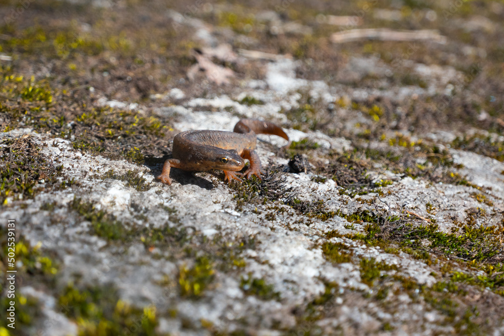 A beautiful brown lizard basks in the sun. Lies on a gray stone A beautiful brown lizard basks in the sun. Lies on a gray stone