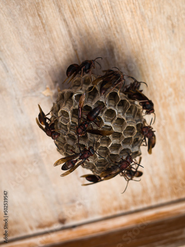 ants on the nest