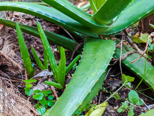 aloe vera plant