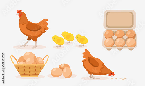 Vector illustration of brown hens, chicks, eggs in tray and basket on white background. Poultry farm with natural products in cartoon style.