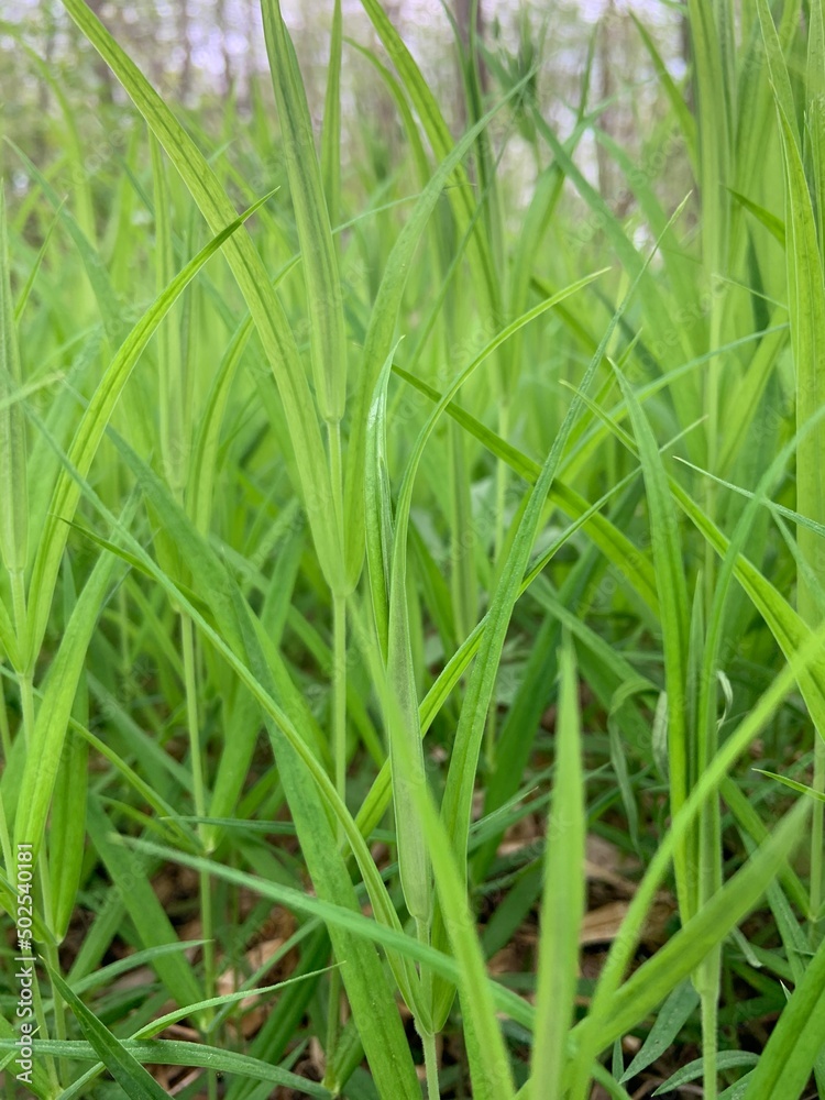 green grass, grass in the forest green grass, grass in the forest