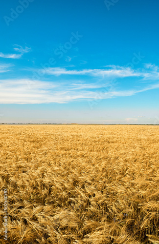 Summer landscape. Wheat and sky as the flag of Ukraine in the Kherson region