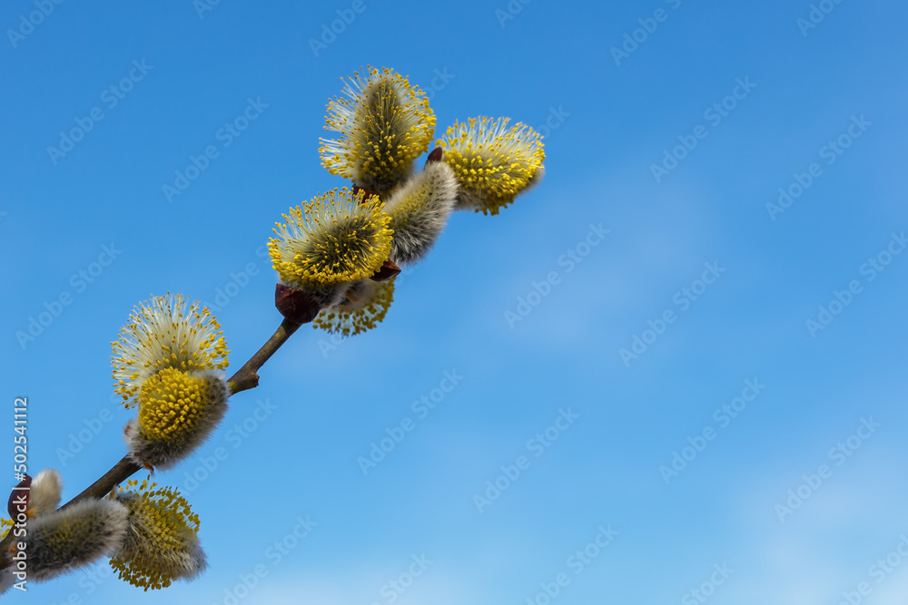 willow flowers. Blooming willow twigs and furry willow-catkins on a background of blue sky willow flowers. Blooming willow twigs and furry willow-catkins on a background of blue sky