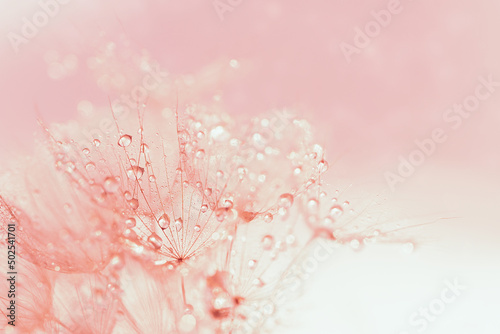 Abstract macro photo dandelion flower seeds with water drops background. closeup with soft focus for desktop. pastel pink toned. Print for Wallpaper. Floral fantasy design. Beautiful Nature. Banner