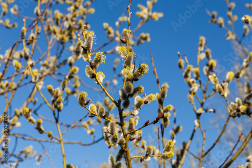 Blooming willow twigs and furry willow-catkins on a background of blue sky. willow flowers.