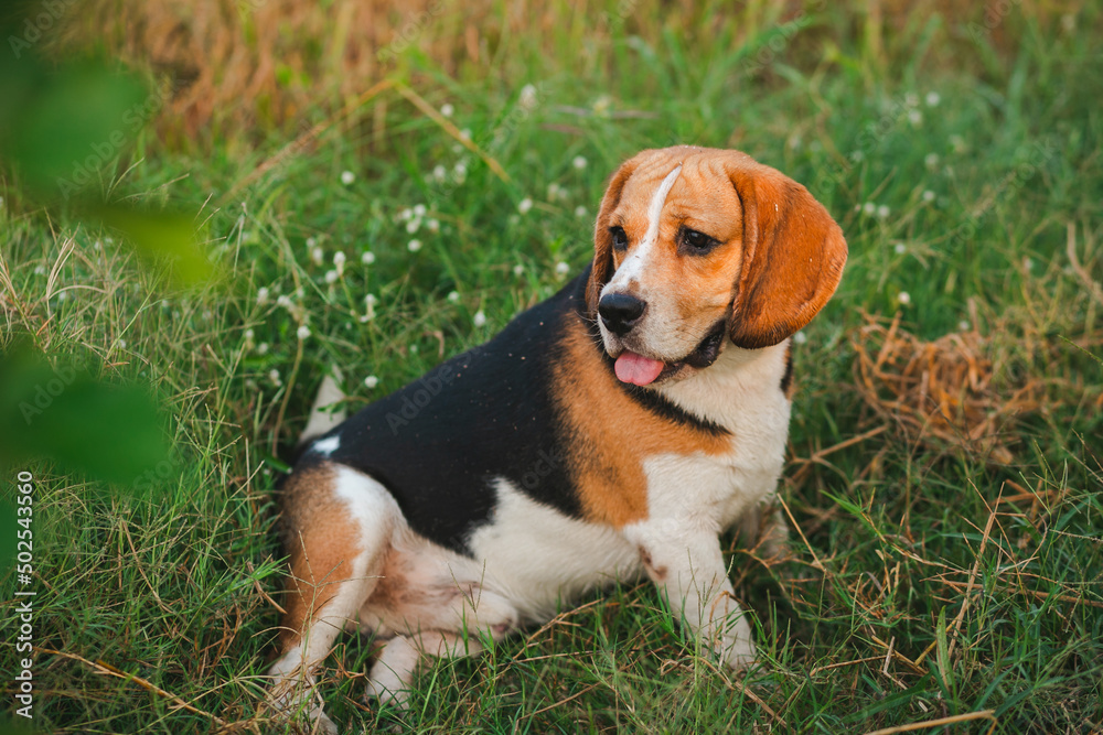 This is a beagle dog. It was walking in the garden and was looking at something interesting. It was happy.
