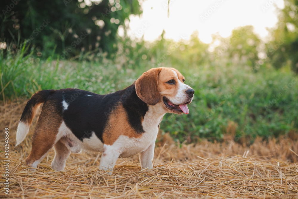 This is a beagle dog. It was walking in the garden and was looking at something interesting. It was happy.