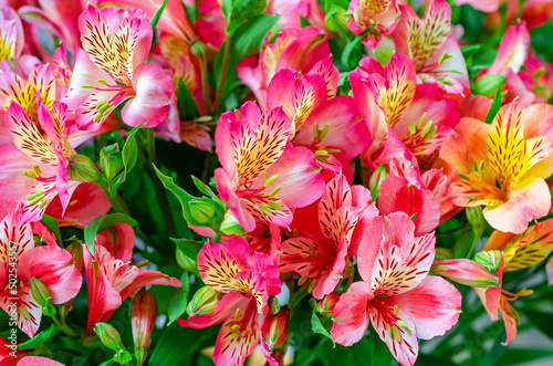 Floral background. Astromeria. Bright bouquet of colored flowers. Close-up view. photo