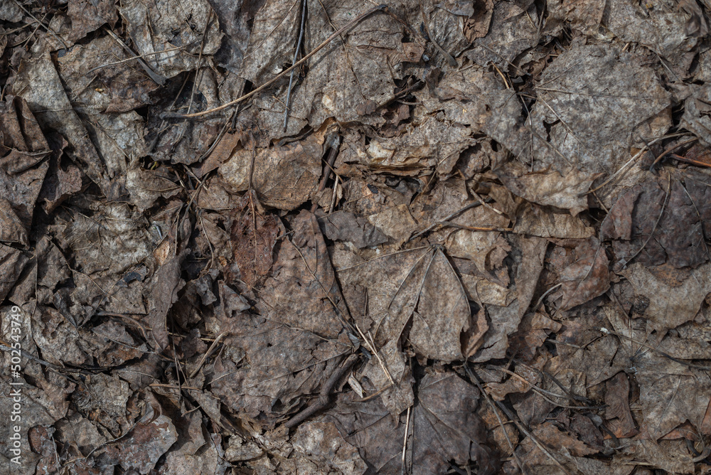 The background texture is made of brown-grey withered leaves. The background texture is made of brown-grey withered leaves.
