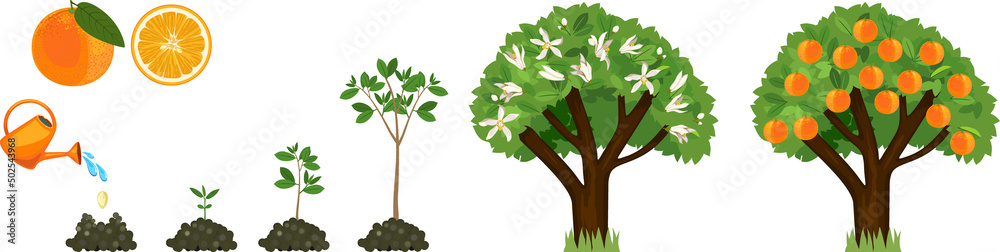 lifespan of an orange tree