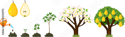 Life cycle of pear tree isolated on white background. Plant growing from seed to pear tree with ripe yellow fruits