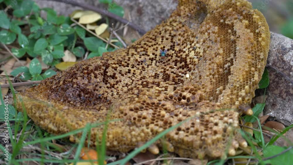 Fallen Honey Comb In The Ground - close up Fallen Honey Comb In The Ground - close up