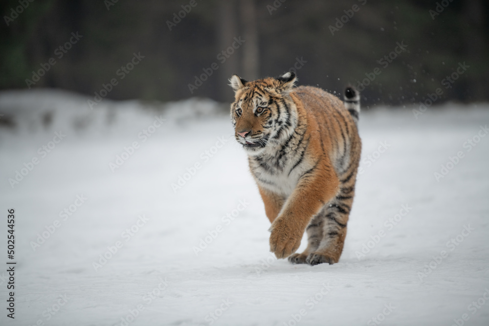 Obraz premium Siberian Tiger running in snow. Beautiful, dynamic and powerful photo of this majestic animal. Set in environment typical for this amazing animal. Birches and meadows