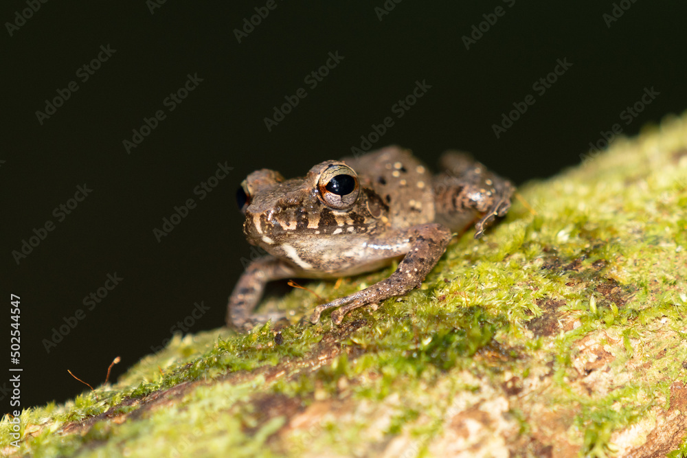 Obraz premium Triprion spinosus, also known as the spiny-headed tree frog, spiny-headed treefrog, spinyhead treefrog, coronated treefrog, and crowned hyla