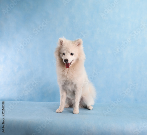 White beautiful fluffy dog on a blue background