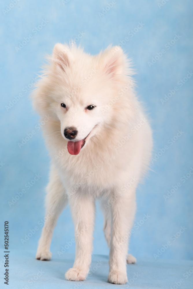White beautiful fluffy dog on a blue background in the studio with closed squinted eyes