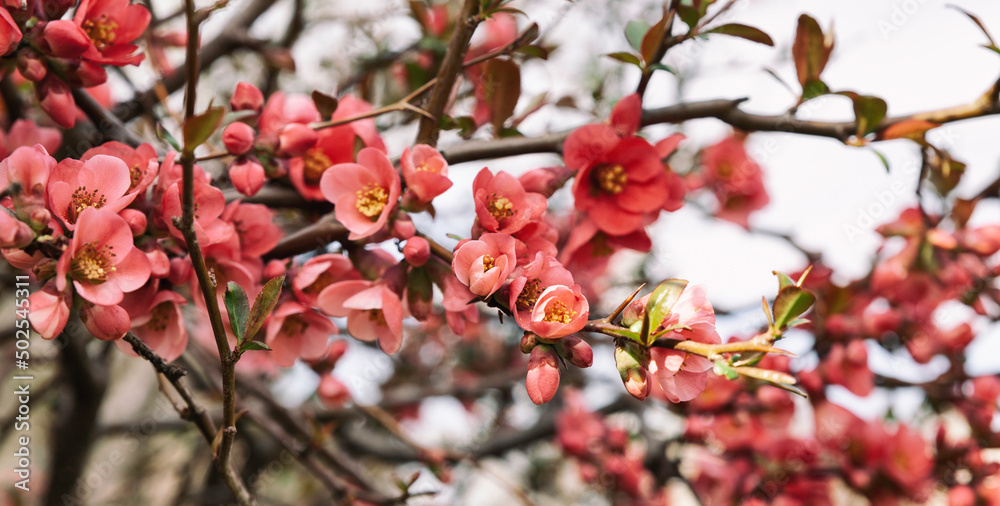 Beautiful flowering pink Japanese quince tree. Close up, copy space background. Beautiful flowering pink Japanese quince tree. Close up, copy space background.