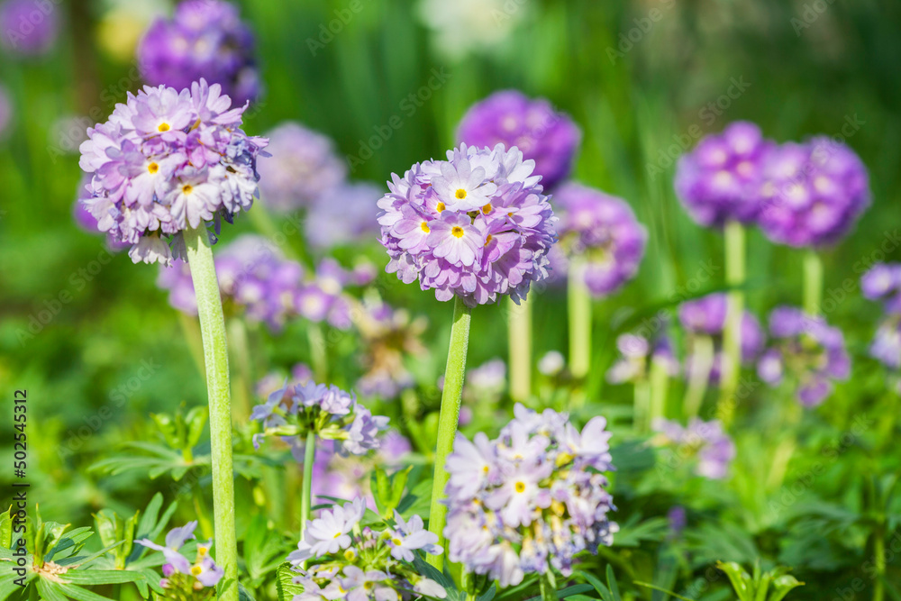 Primula denticulata, the drumstick primula. Purple early spring flowers. Copy space background. Primula denticulata, the drumstick primula. Purple early spring flowers. Copy space background.