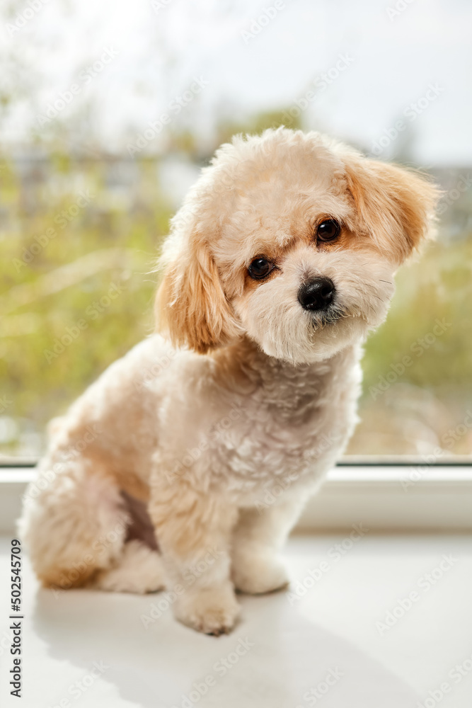A portrait of beige Maltipoo puppy sitting on the windowsill against the background of the window. Adorable Maltese and Poodle mix Puppy