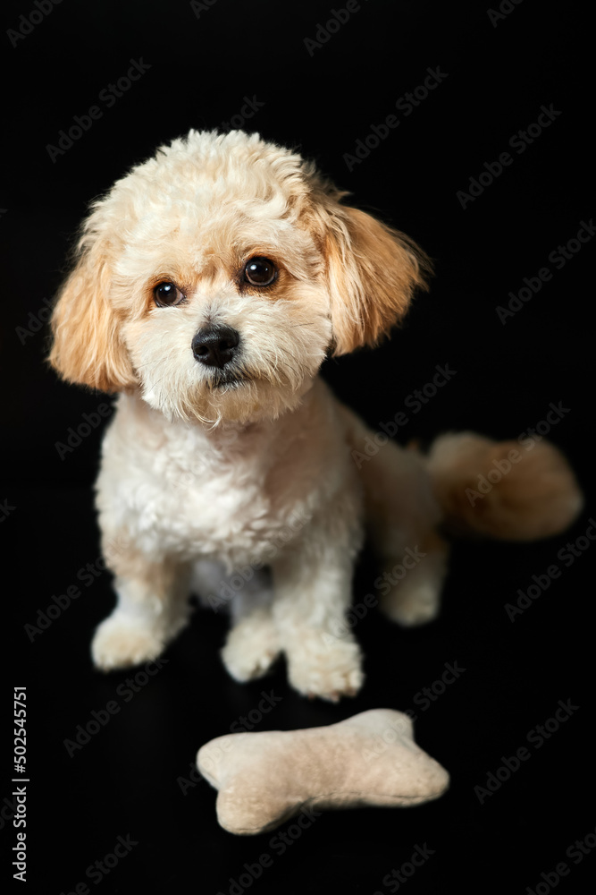 A portrait of beige Maltipoo puppy with a toy bone on a black background. Adorable Maltese and Poodle mix Puppy A portrait of beige Maltipoo puppy with a toy bone on a black background. Adorable Maltese and Poodle mix Puppy