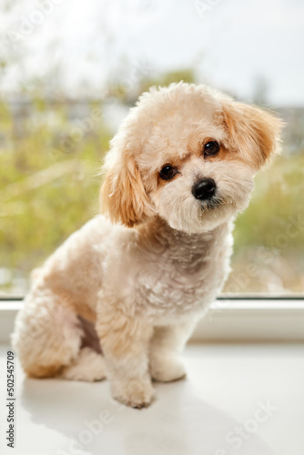 A portrait of beige Maltipoo puppy sitting on the windowsill against the background of the window. Adorable Maltese and Poodle mix Puppy © marketlan