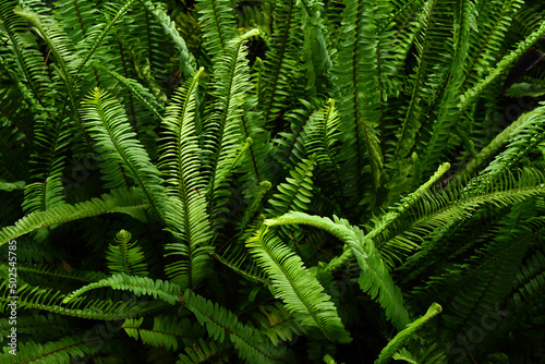 green ornamental plant background in the garden