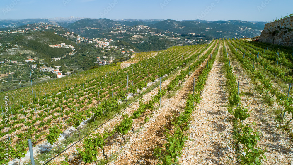 Summer season in the vineyard. Row of vines in sunny day